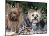 Yorkshire Terrier Dogs, One Clipped, Illinois, USA-Lynn M. Stone-Mounted Photographic Print