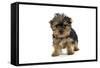 Yorkshire Terrier Dogs Puppy Standing-null-Framed Stretched Canvas