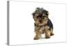 Yorkshire Terrier Dogs Puppy Standing-null-Stretched Canvas