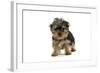 Yorkshire Terrier Dogs Puppy Standing-null-Framed Photographic Print