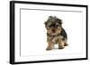 Yorkshire Terrier Dogs Puppy Standing-null-Framed Photographic Print