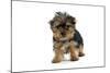 Yorkshire Terrier Dogs Puppy Standing-null-Mounted Photographic Print