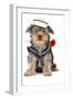 Yorkshire Terrier Holding Rose Wearing Sailor Outfit-null-Framed Photographic Print