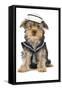 Yorkshire Terrier in Sailor Outfit-null-Framed Stretched Canvas