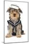 Yorkshire Terrier in Sailor Outfit-null-Mounted Photographic Print