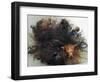 Yorkshire Terrier in Water-Adriano Bacchella-Framed Premium Photographic Print