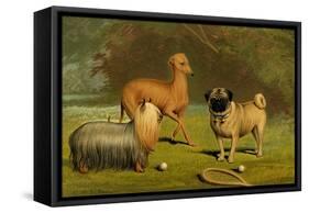 Yorkshire Terrier, Italian Greyhound and Pug-Vero Shaw-Framed Stretched Canvas