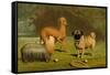 Yorkshire Terrier, Italian Greyhound and Pug-Vero Shaw-Framed Stretched Canvas