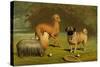 Yorkshire Terrier, Italian Greyhound and Pug-Vero Shaw-Stretched Canvas