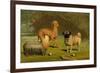 Yorkshire Terrier, Italian Greyhound and Pug-Vero Shaw-Framed Premium Giclee Print