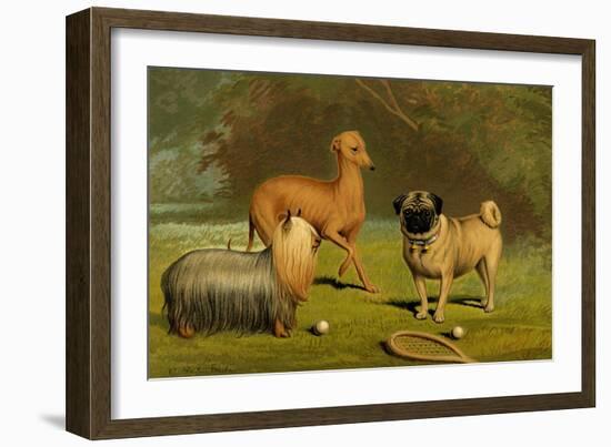 Yorkshire Terrier, Italian Greyhound and Pug-Vero Shaw-Framed Art Print