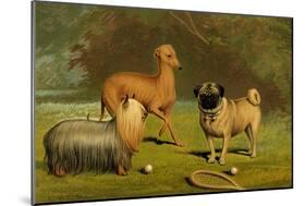 Yorkshire Terrier, Italian Greyhound and Pug-Vero Shaw-Mounted Art Print