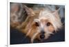 Yorkshire Terrier Looking at You-Zandria Muench Beraldo-Framed Photographic Print