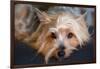 Yorkshire Terrier Looking at You-Zandria Muench Beraldo-Framed Photographic Print