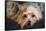 Yorkshire Terrier Looking at You-Zandria Muench Beraldo-Framed Stretched Canvas