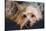 Yorkshire Terrier Looking at You-Zandria Muench Beraldo-Stretched Canvas