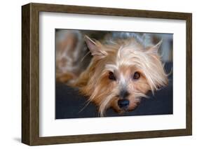 Yorkshire Terrier Looking at You-Zandria Muench Beraldo-Framed Photographic Print