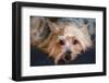 Yorkshire Terrier Looking at You-Zandria Muench Beraldo-Framed Photographic Print