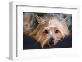 Yorkshire Terrier Looking at You-Zandria Muench Beraldo-Framed Photographic Print