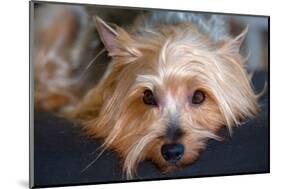 Yorkshire Terrier Looking at You-Zandria Muench Beraldo-Mounted Photographic Print