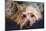 Yorkshire Terrier Looking at You-Zandria Muench Beraldo-Mounted Photographic Print