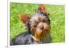 Yorkshire Terrier Looking Up at You-Zandria Muench Beraldo-Framed Photographic Print