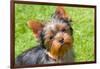 Yorkshire Terrier Looking Up at You-Zandria Muench Beraldo-Framed Photographic Print