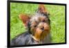 Yorkshire Terrier Looking Up at You-Zandria Muench Beraldo-Framed Photographic Print