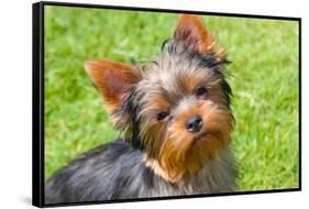 Yorkshire Terrier Looking Up at You-Zandria Muench Beraldo-Framed Stretched Canvas