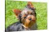 Yorkshire Terrier Looking Up at You-Zandria Muench Beraldo-Stretched Canvas
