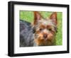 Yorkshire Terrier Looking Up at You-Zandria Muench Beraldo-Framed Photographic Print