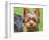 Yorkshire Terrier Looking Up at You-Zandria Muench Beraldo-Framed Photographic Print