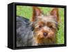 Yorkshire Terrier Looking Up at You-Zandria Muench Beraldo-Framed Stretched Canvas