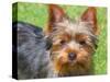 Yorkshire Terrier Looking Up at You-Zandria Muench Beraldo-Stretched Canvas