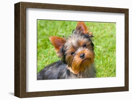 Yorkshire Terrier Looking Up at You-Zandria Muench Beraldo-Framed Photographic Print