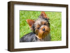 Yorkshire Terrier Looking Up at You-Zandria Muench Beraldo-Framed Photographic Print