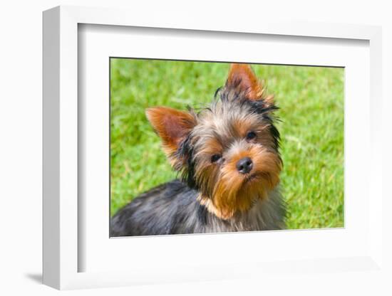 Yorkshire Terrier Looking Up at You-Zandria Muench Beraldo-Framed Photographic Print