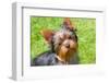 Yorkshire Terrier Looking Up at You-Zandria Muench Beraldo-Framed Photographic Print