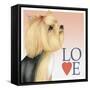 Yorkshire Terrier Love-Tomoyo Pitcher-Framed Stretched Canvas