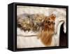Yorkshire Terrier Lying on Couch-Adriano Bacchella-Framed Stretched Canvas