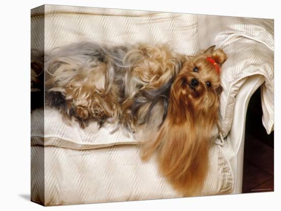 Yorkshire Terrier Lying on Couch-Adriano Bacchella-Stretched Canvas