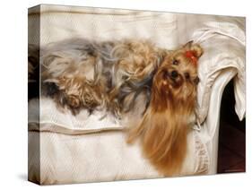 Yorkshire Terrier Lying on Couch-Adriano Bacchella-Stretched Canvas