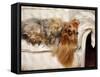 Yorkshire Terrier Lying on Couch-Adriano Bacchella-Framed Stretched Canvas