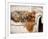 Yorkshire Terrier Lying on Couch-Adriano Bacchella-Framed Photographic Print