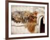 Yorkshire Terrier Lying on Couch-Adriano Bacchella-Framed Photographic Print