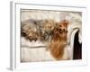 Yorkshire Terrier Lying on Couch-Adriano Bacchella-Framed Photographic Print