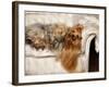 Yorkshire Terrier Lying on Couch-Adriano Bacchella-Framed Photographic Print