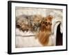 Yorkshire Terrier Lying on Couch-Adriano Bacchella-Framed Photographic Print