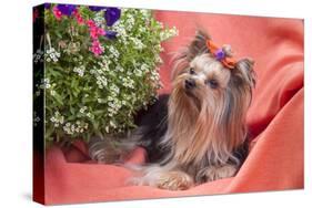 Yorkshire Terrier lying on salmon colored fabric-Zandria Muench Beraldo-Stretched Canvas