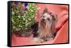 Yorkshire Terrier lying on salmon colored fabric-Zandria Muench Beraldo-Framed Stretched Canvas